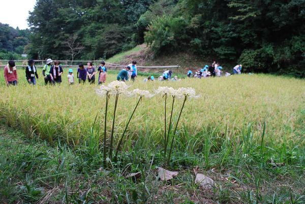 武蔵野稲刈り１