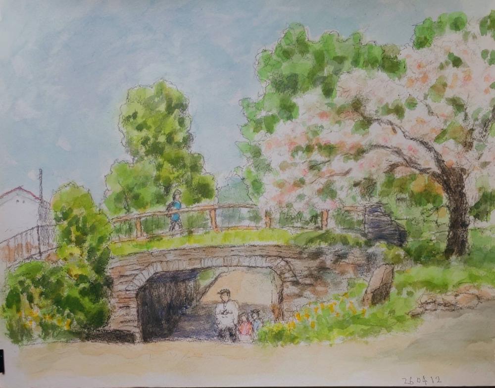 2026 0412 根川緑道 櫻山さん